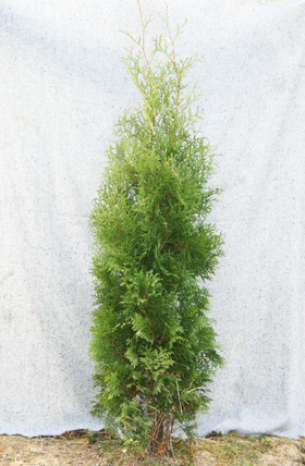 Thuja Columna