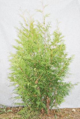 Thuja Occidentalis Thuja Occidentalis