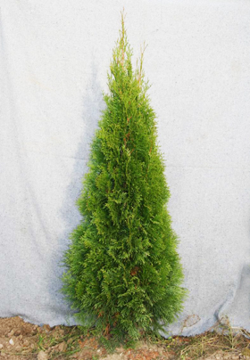 Thuja Smaragd Thuja Smaragd